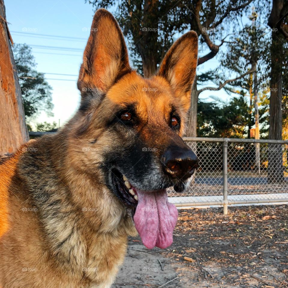 German Shepherd dog looks at you