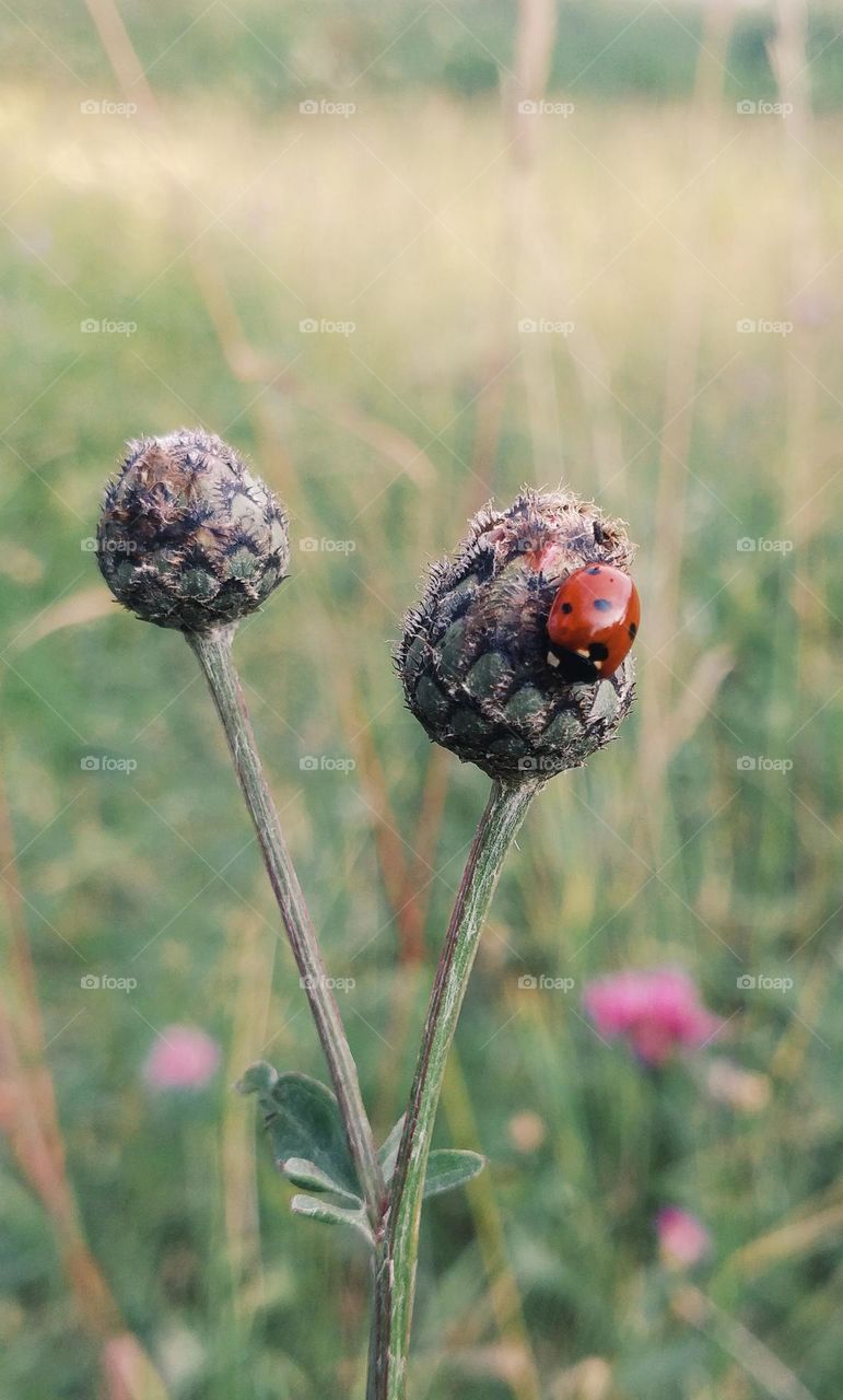 Ladybug on a flower bud