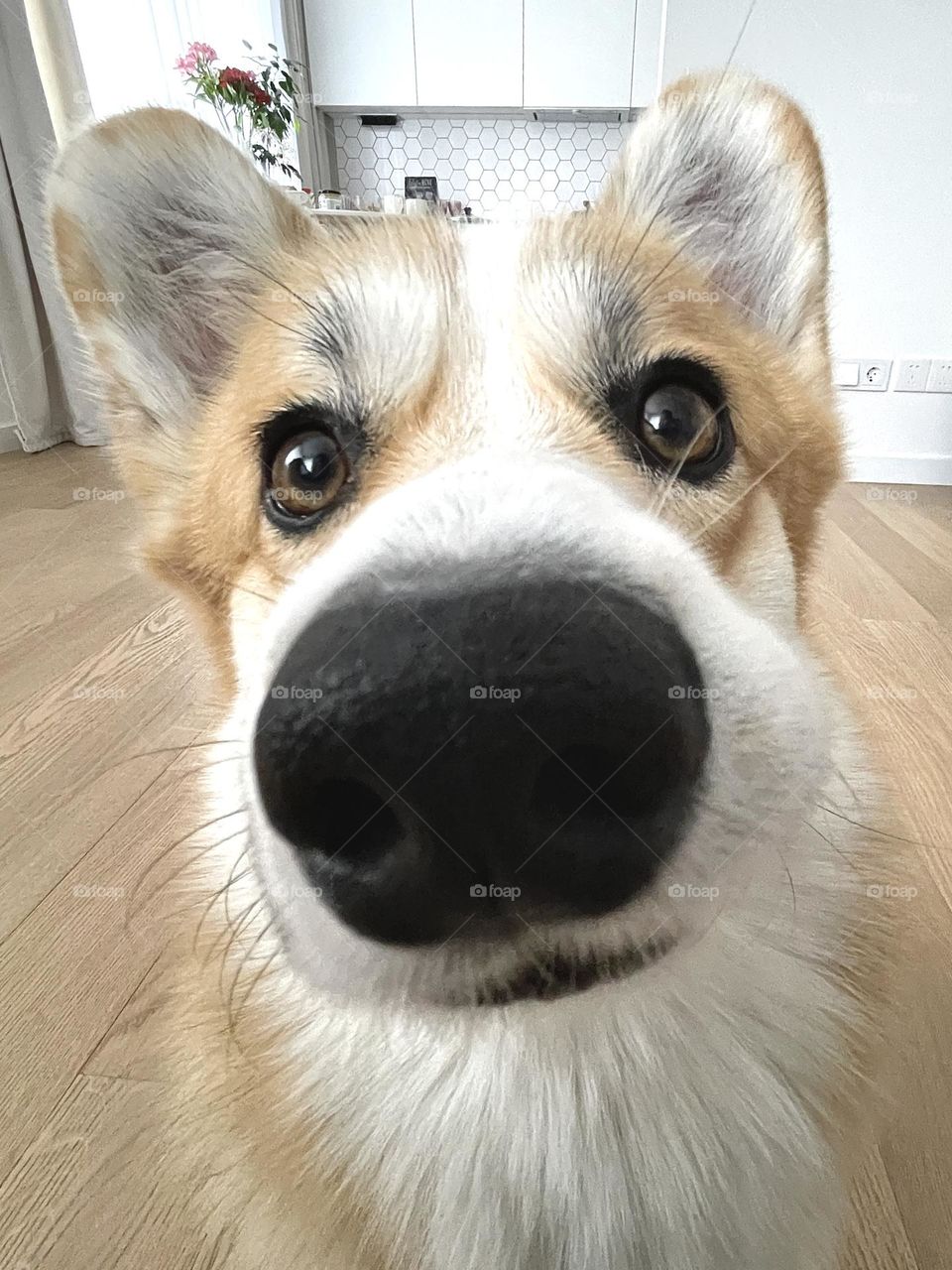 The dog corgi watching you