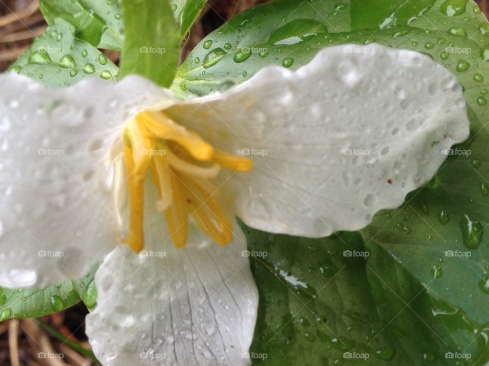 Dewy Wildflower 