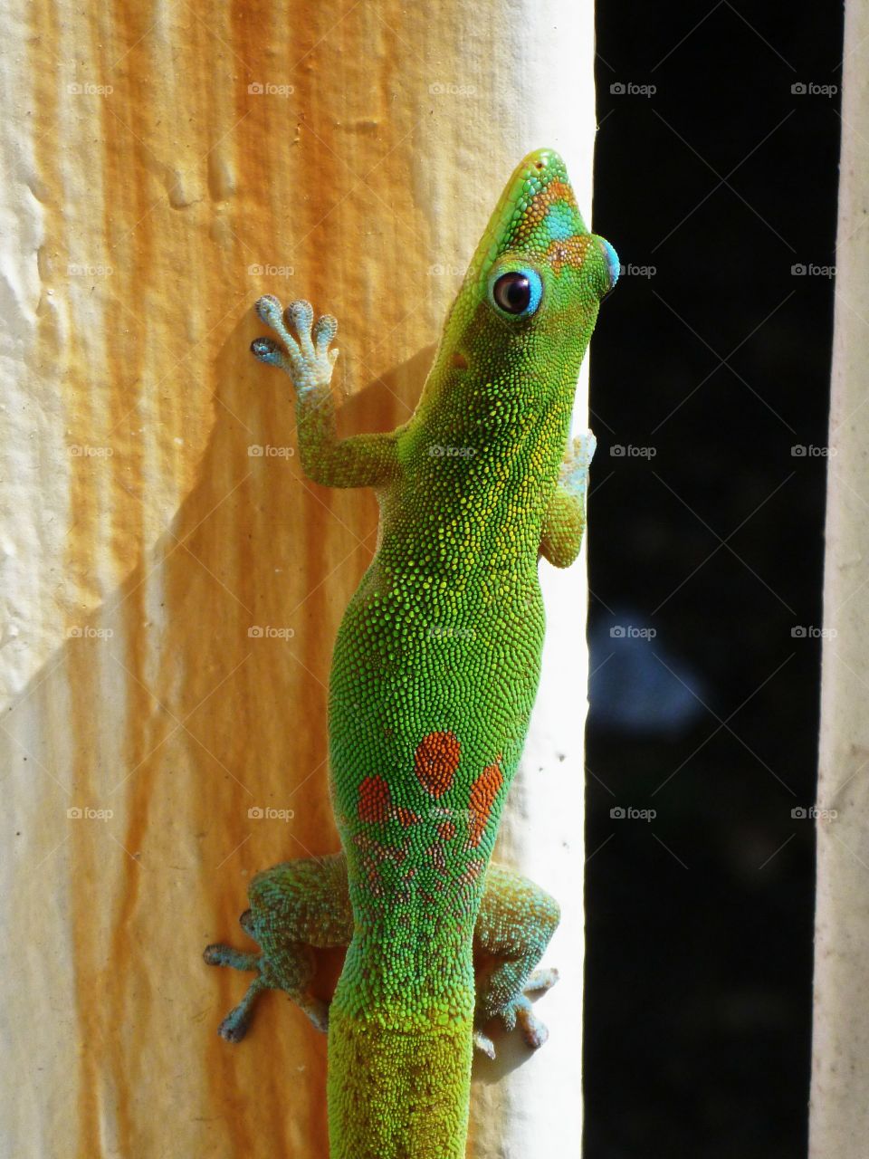 Hawaiian Gecko