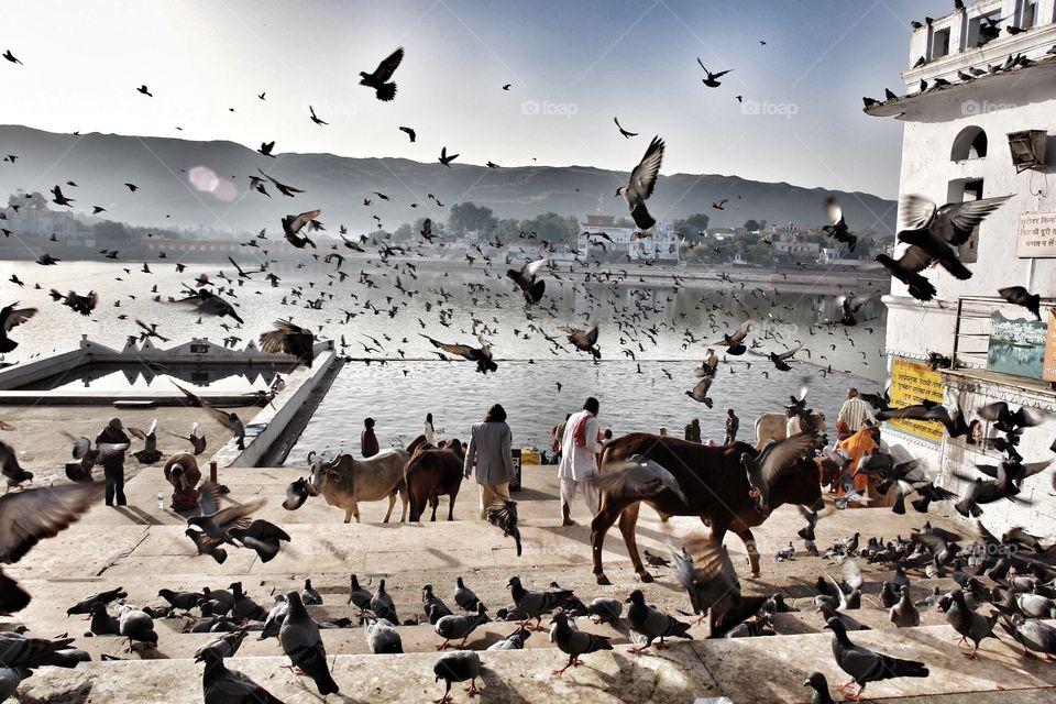 Pushkar, just a normal morning . Pushkar, just a normal morning, India 