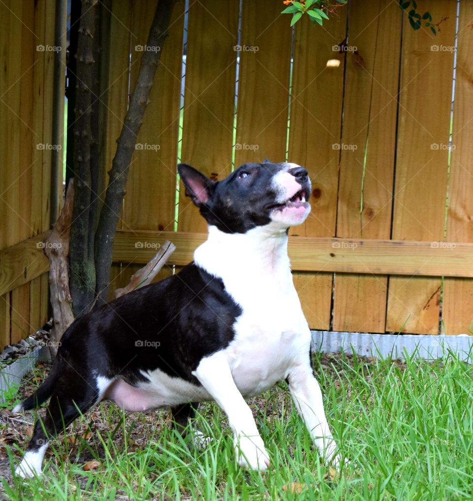 Milli Tot concentrating on getting that flying treat.