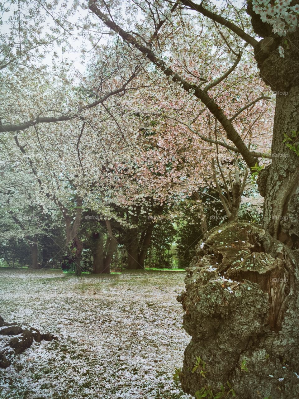 Cherry blossom forest - Washington DC