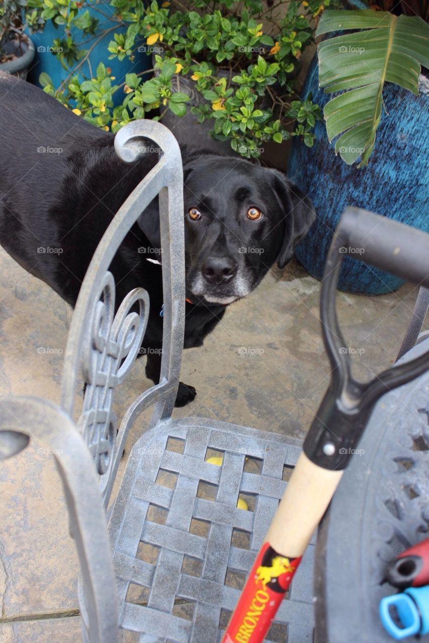 Garden Helper