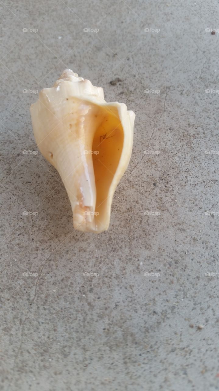 shell on floor