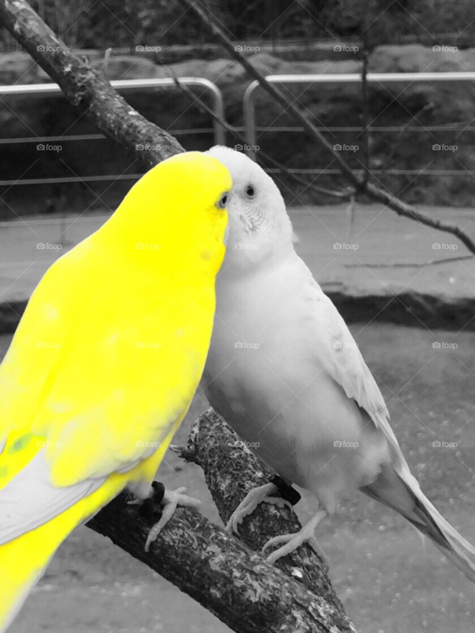Lemon Bird