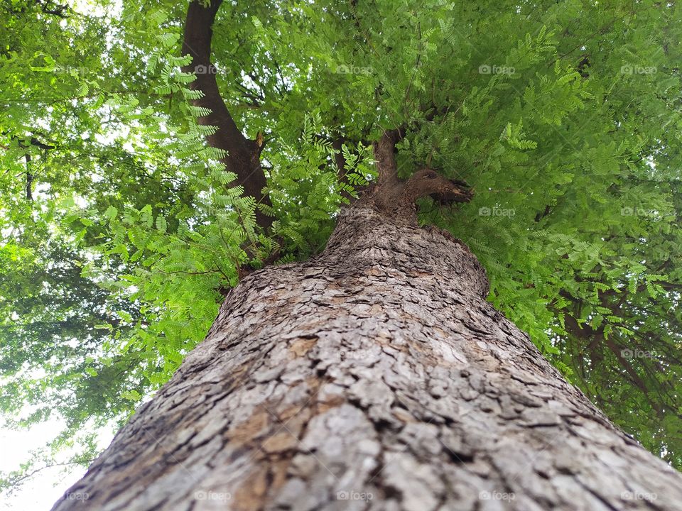 awesome look of tree