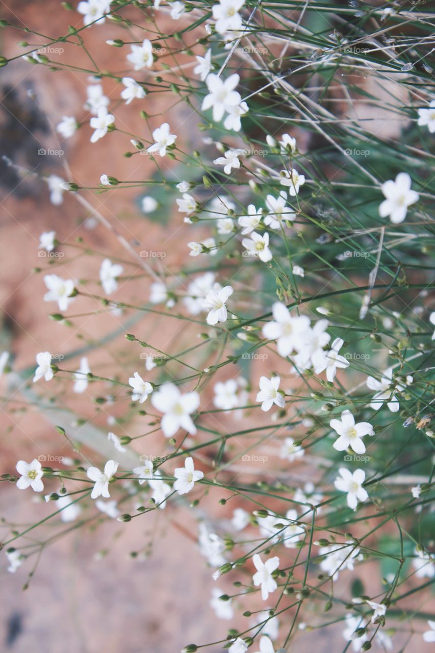 Flowers in Zion 