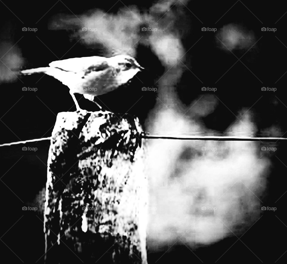 Se preparando para voar