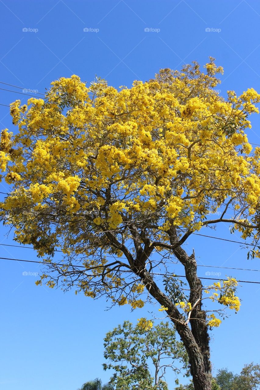 Yellow big tree