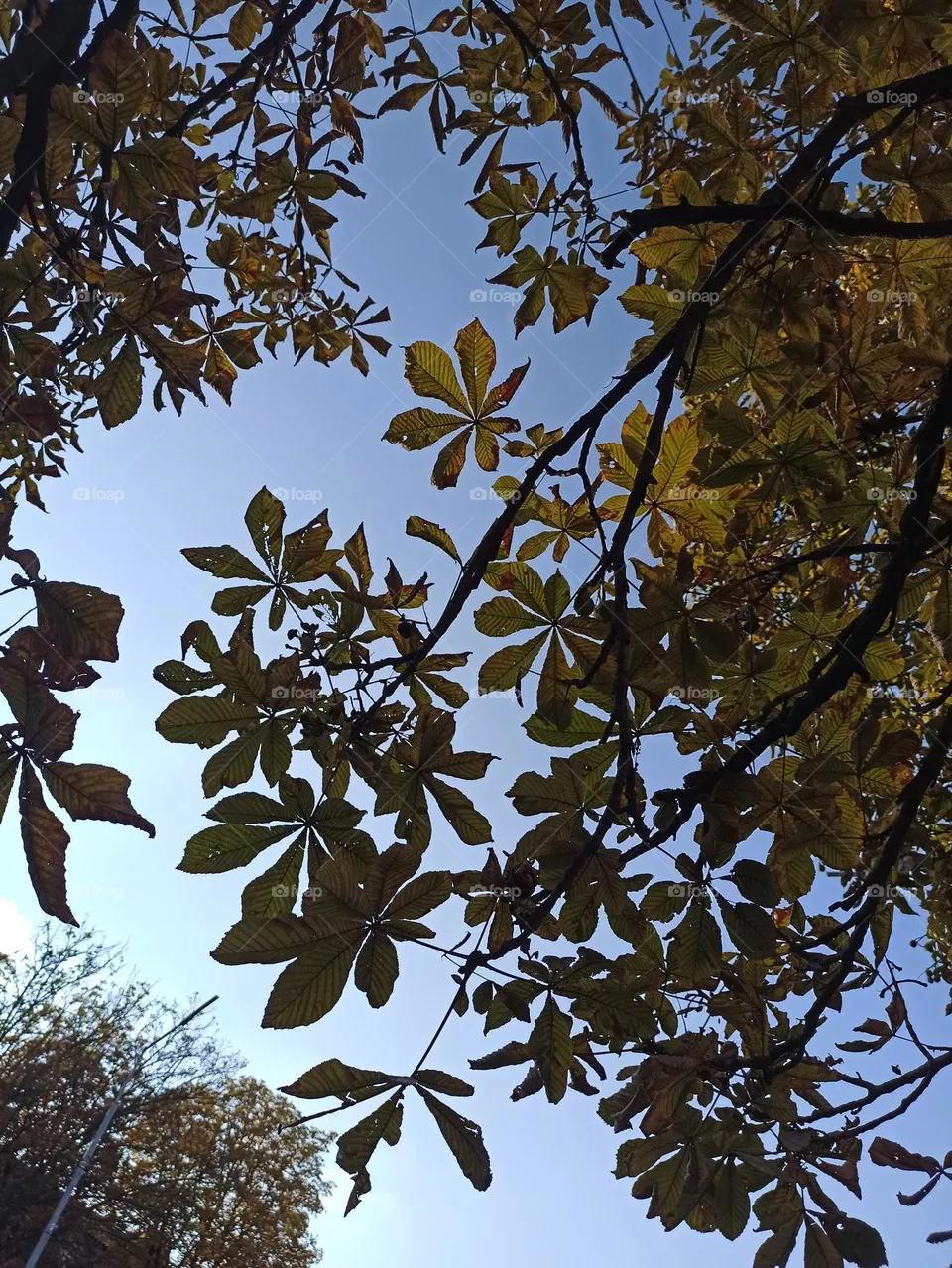 Chestnut leaves