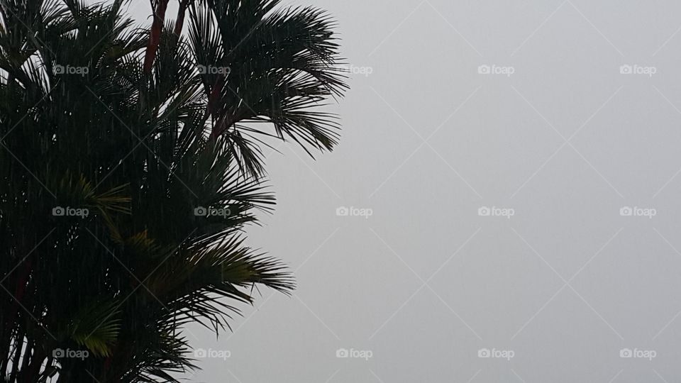 Palm tree against the wind and rain