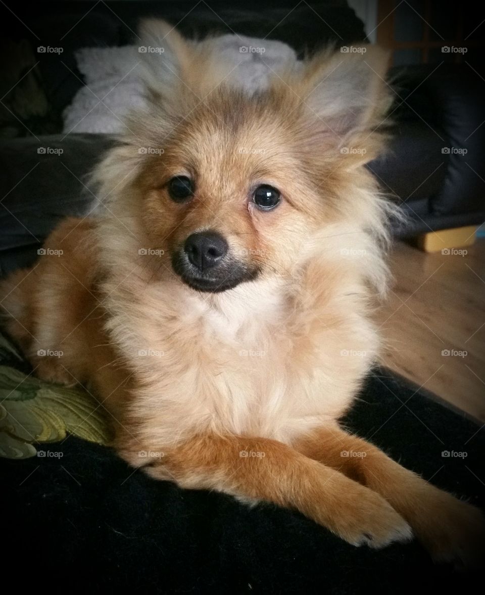 Kylo pose for the camera