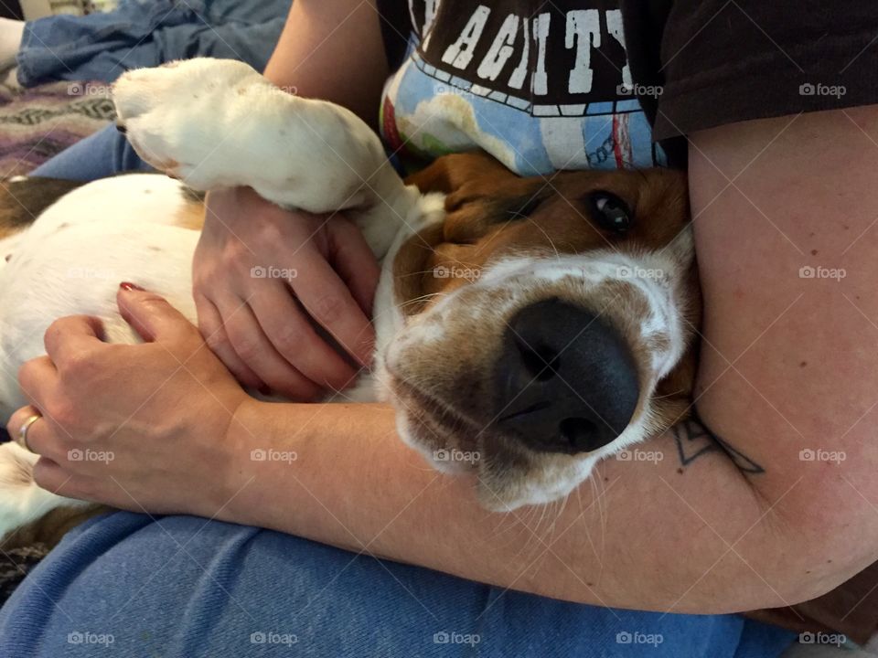 A Bassett in the arms is worth... 