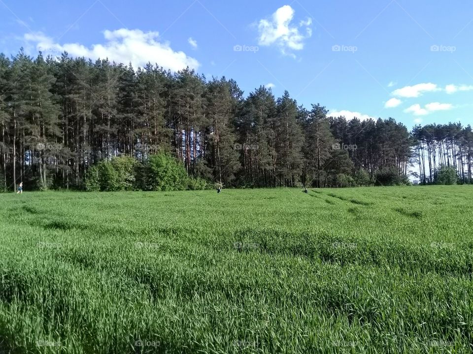 green field and children play summer landscape