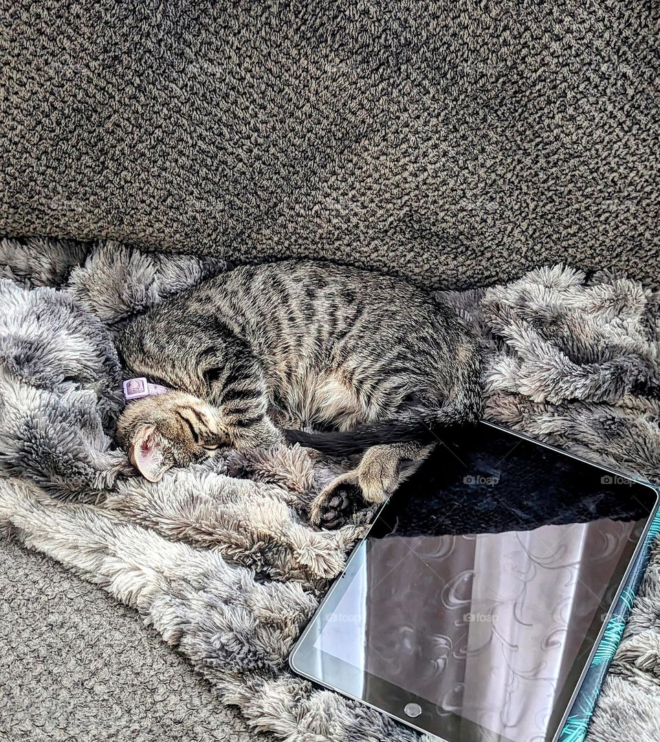 Luna snuggled up with her on favorite blanket sleeping. She was worn out by all the fun she had with her iPad!