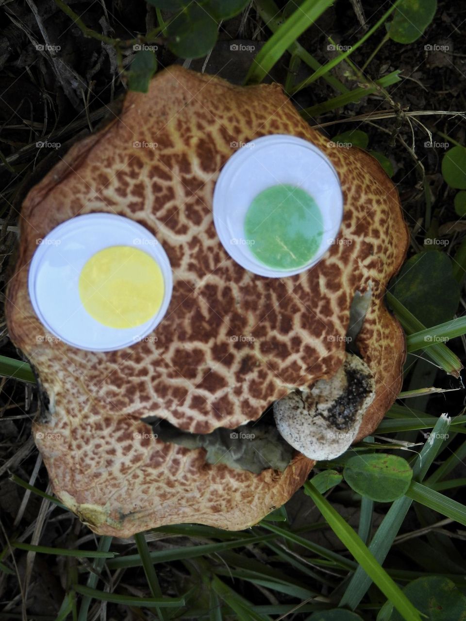 Mushroom in the yard with a funny face grimace having the impression that it’s eating another smaller mushroom with googling eyes, yellow and green through grass.