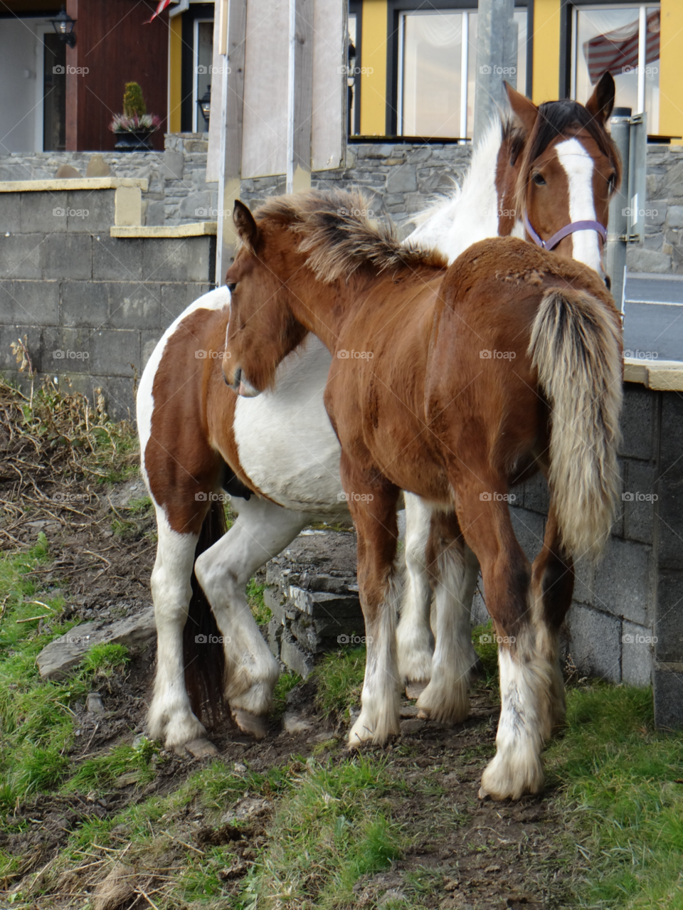 ireland horses wall horse by kshapley