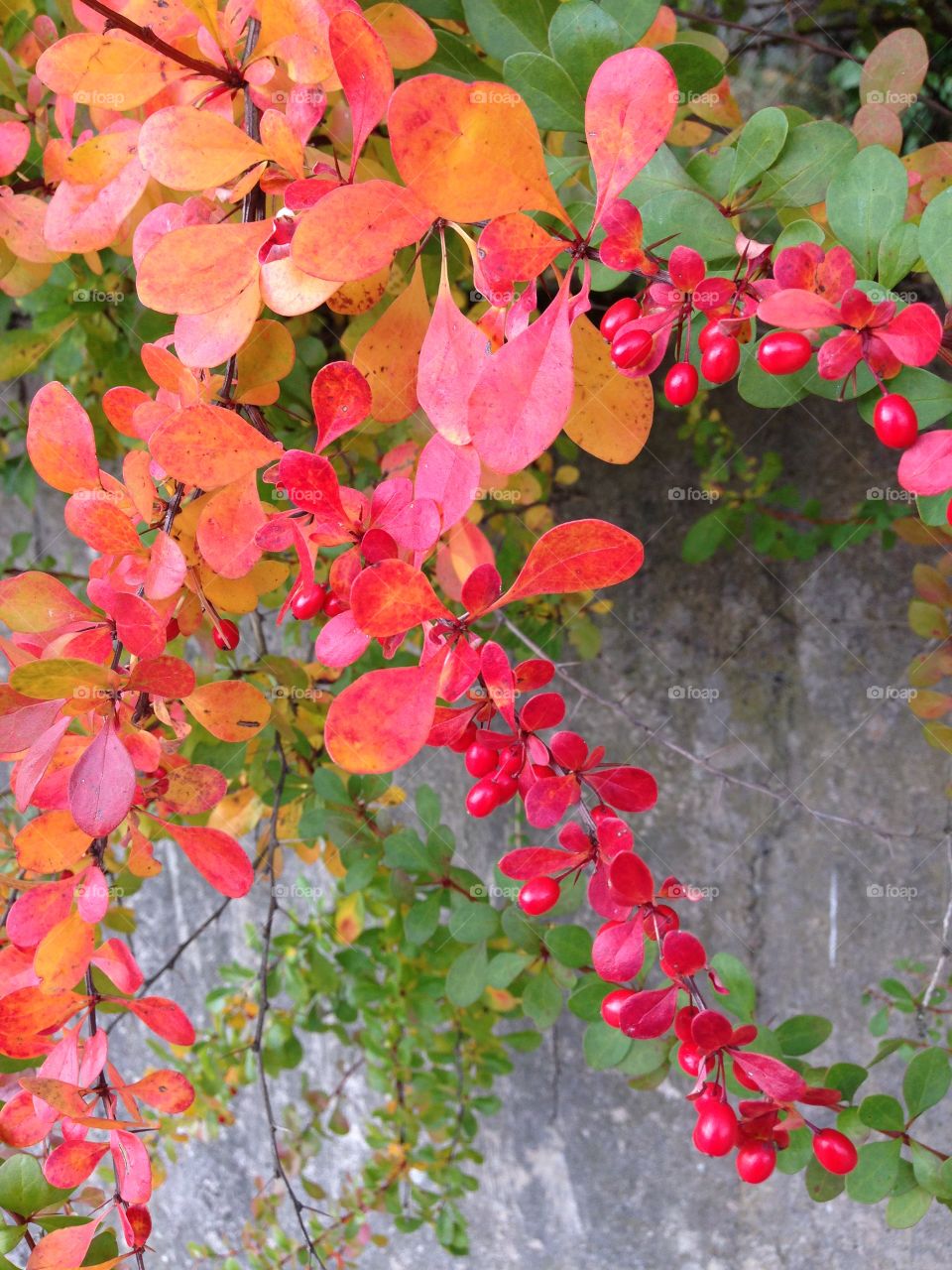 Autumn in Sweden. Beautiful autumn leaves