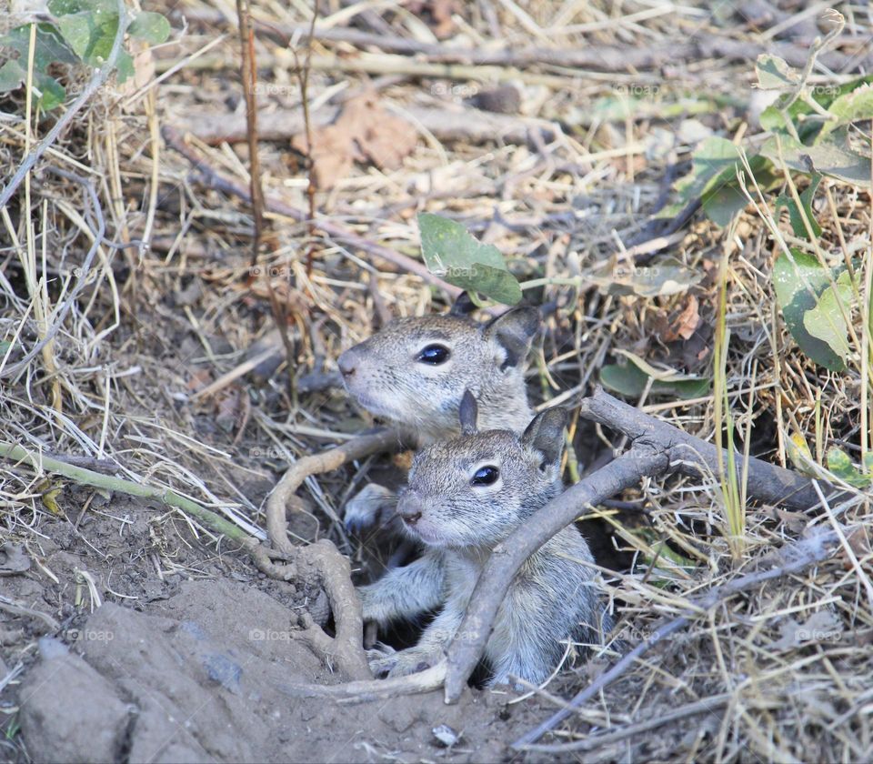 two wild prairie dogs in an open field