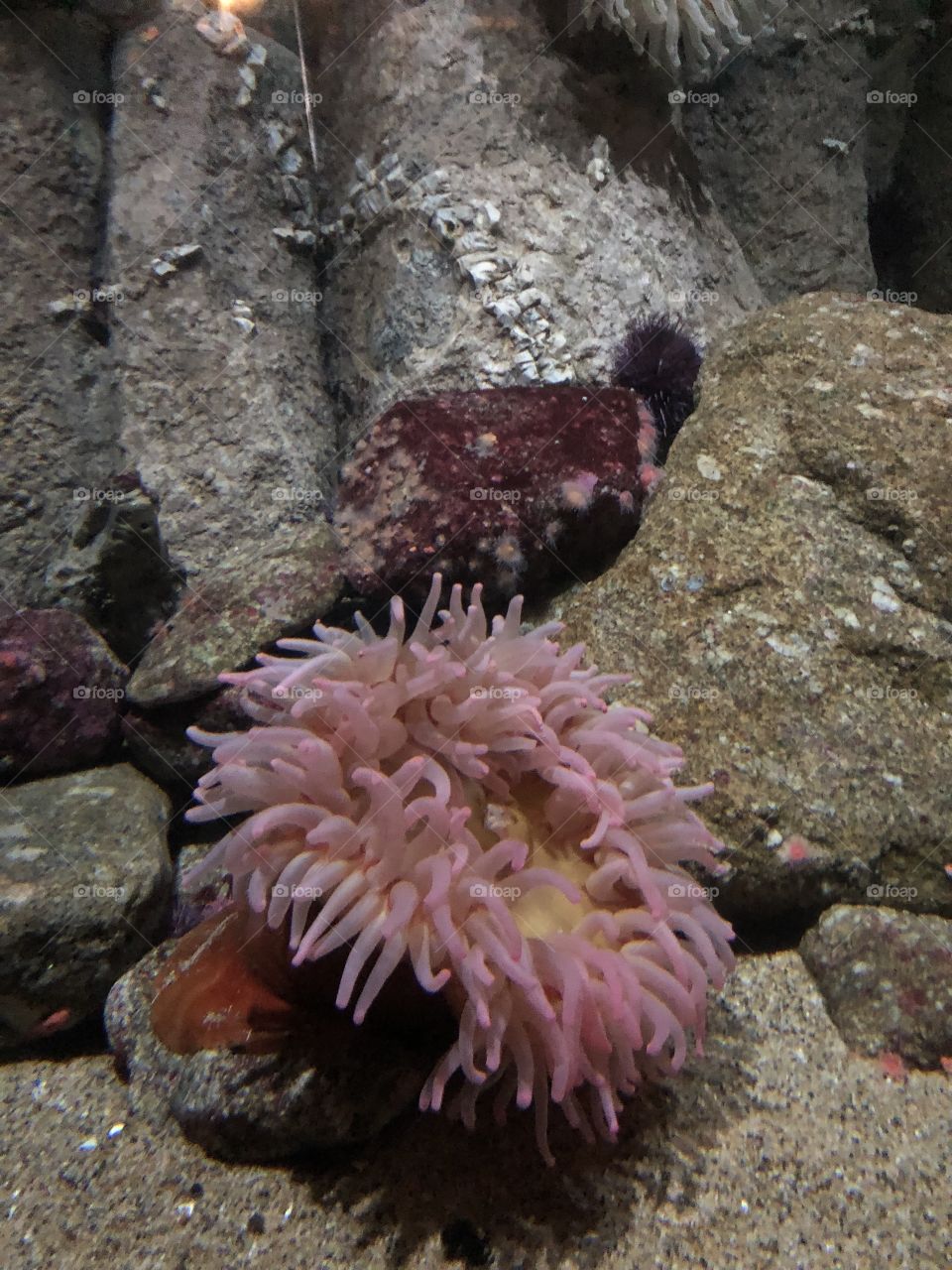 Pink Sea Anemone