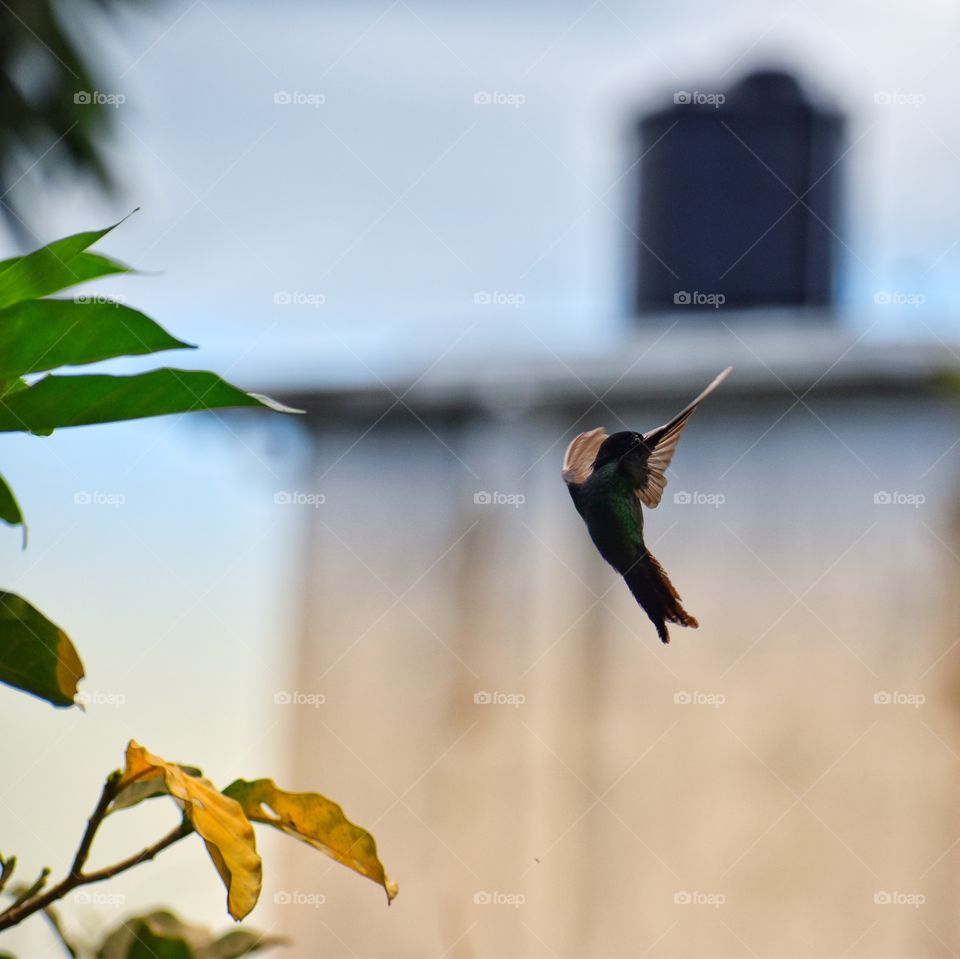 This is Jamaica’s national bird. It is called The Hummingbird. It is so beautiful and colorful. 