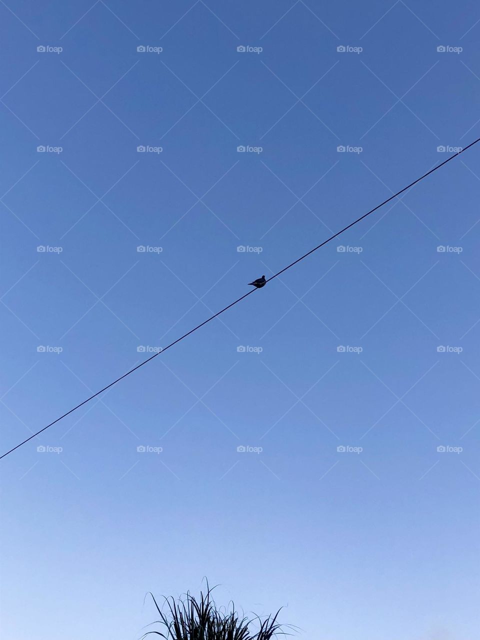 Minimalism. One lonely bird sitting on an electrical wire over a palm frond with blue sky. 