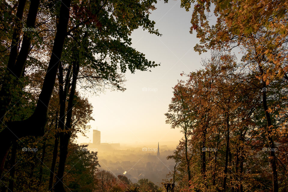 Morning light between autumnal trees