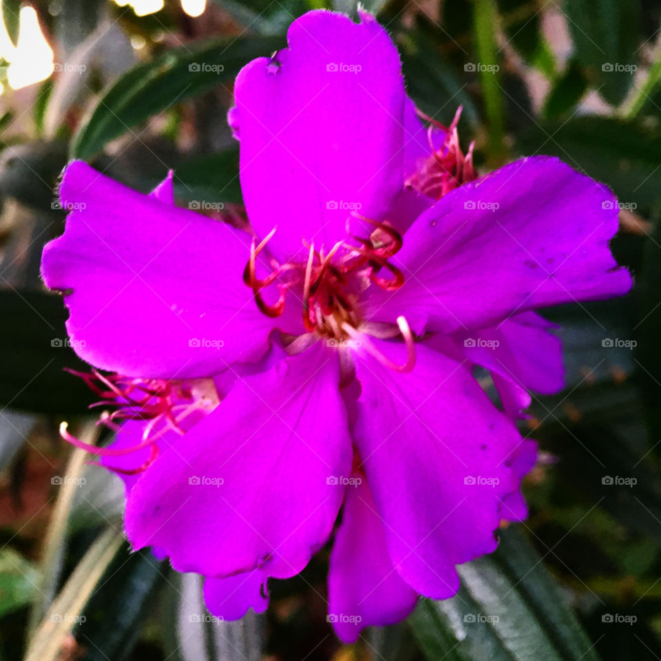 🌺Fim de #cooper!
Suado, cansado e feliz, alongando e curtindo a beleza das #flores.
🏁 🙆‍♂️ 
#corrida #treino #flor #flower #flowers #pétalas #pétala #jardim #jardinagem #garden #flora #run #running #esporte #alongamento