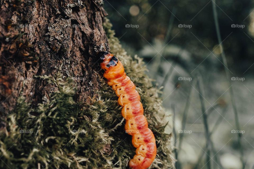 Macro view of bug on moss tree