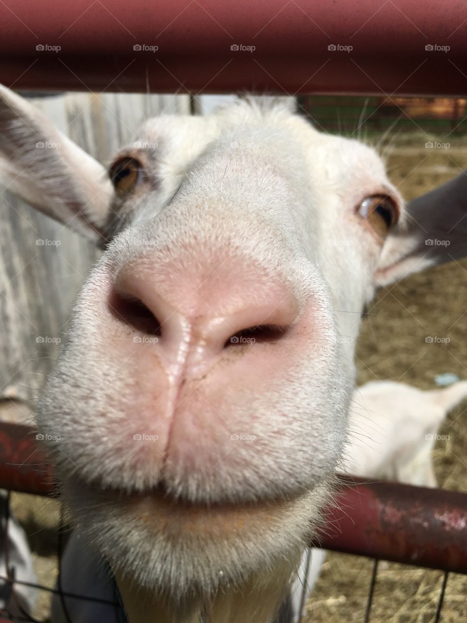 Smiling Saanen goat