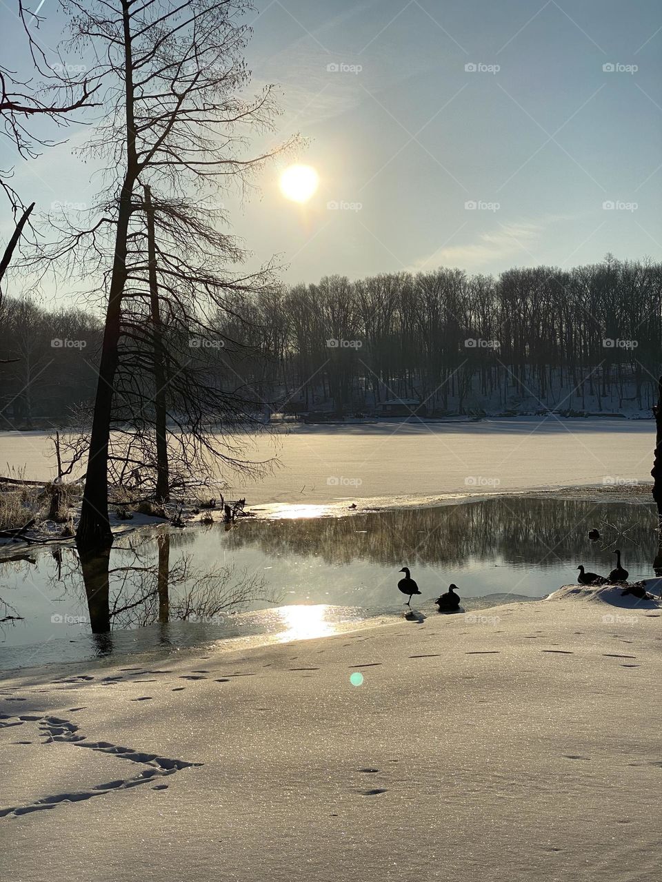 Majestic Winter. Even the geese enjoy it. 