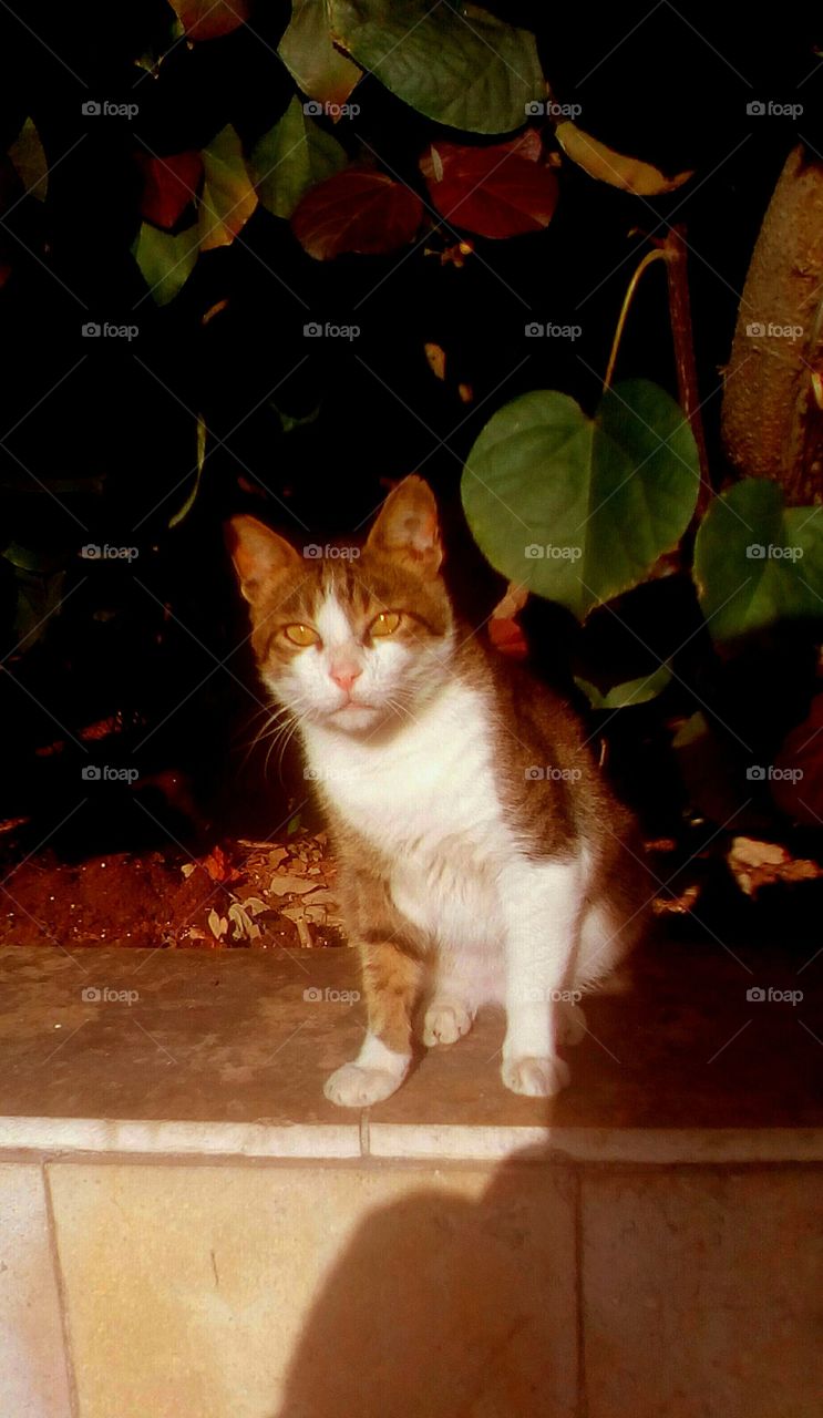 Motley golden cute kitten with beautiful
eyes sit in garden on pavement and 
looking to me