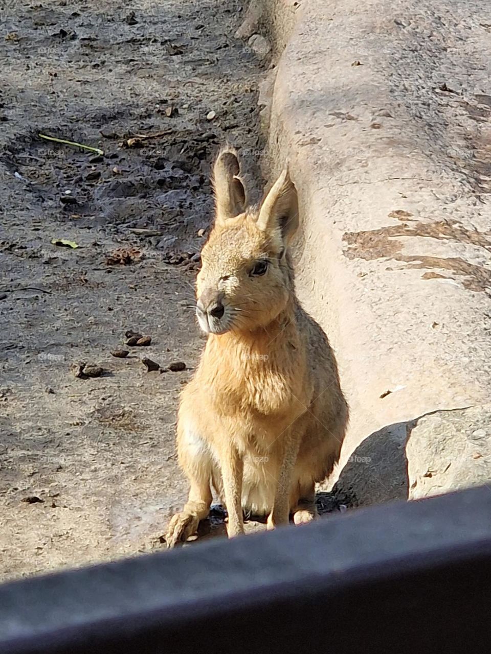 little kangoroo