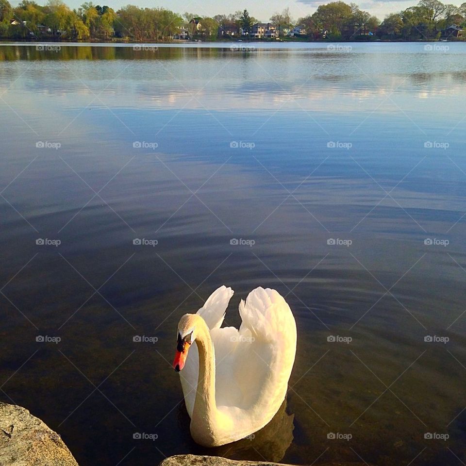 Swan by the lake 