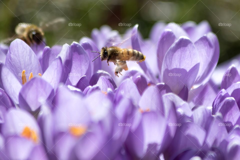 Bee collecting pollen from purple crocus spring flowers - bi samlar pollen från lila krokus vårblomma 