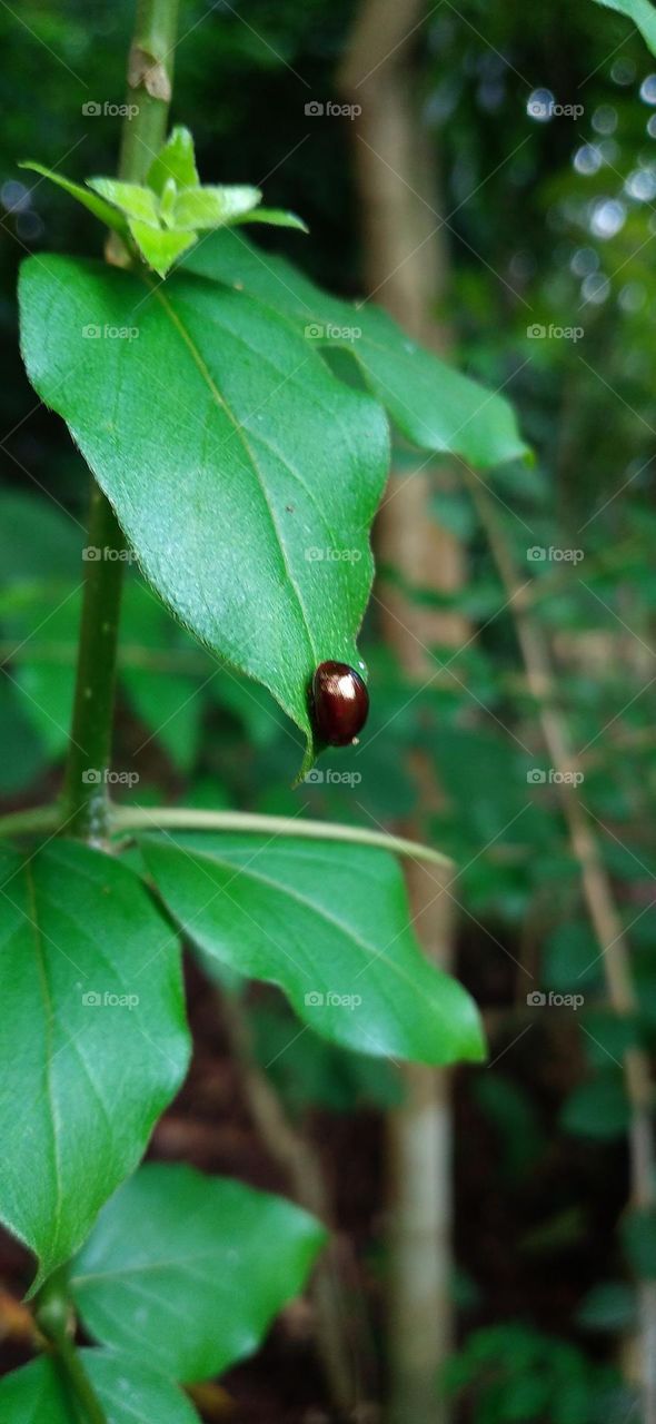 Cycloneda sanguinea is a species of ladybug
