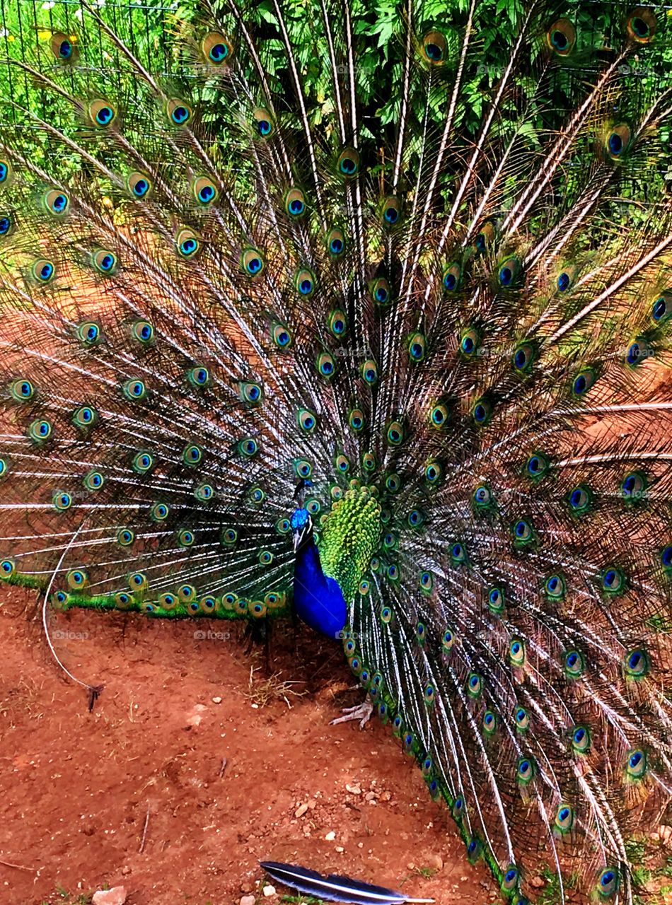 Beautiful displaying peacock
