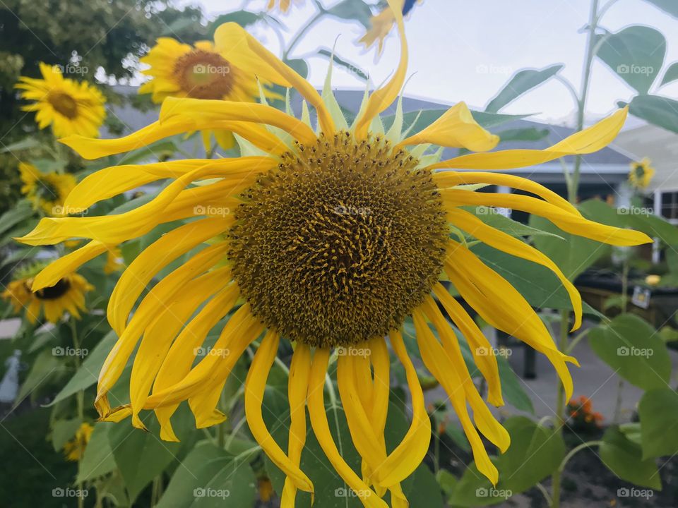 Sunflower garden 