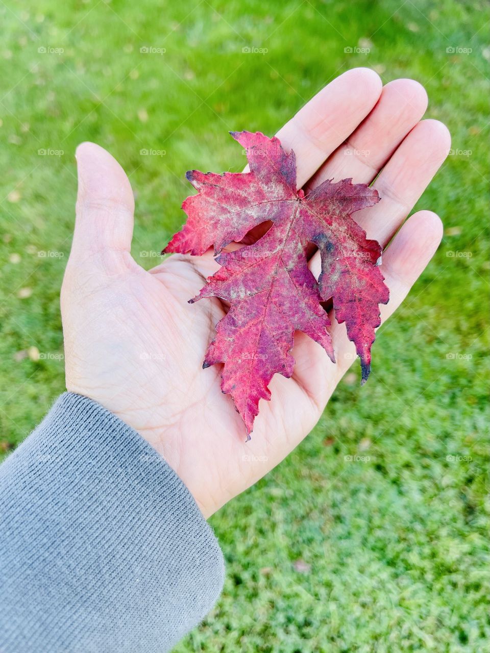 Close up shot of autumn red leaf on the palm of the hand with the green grass background.