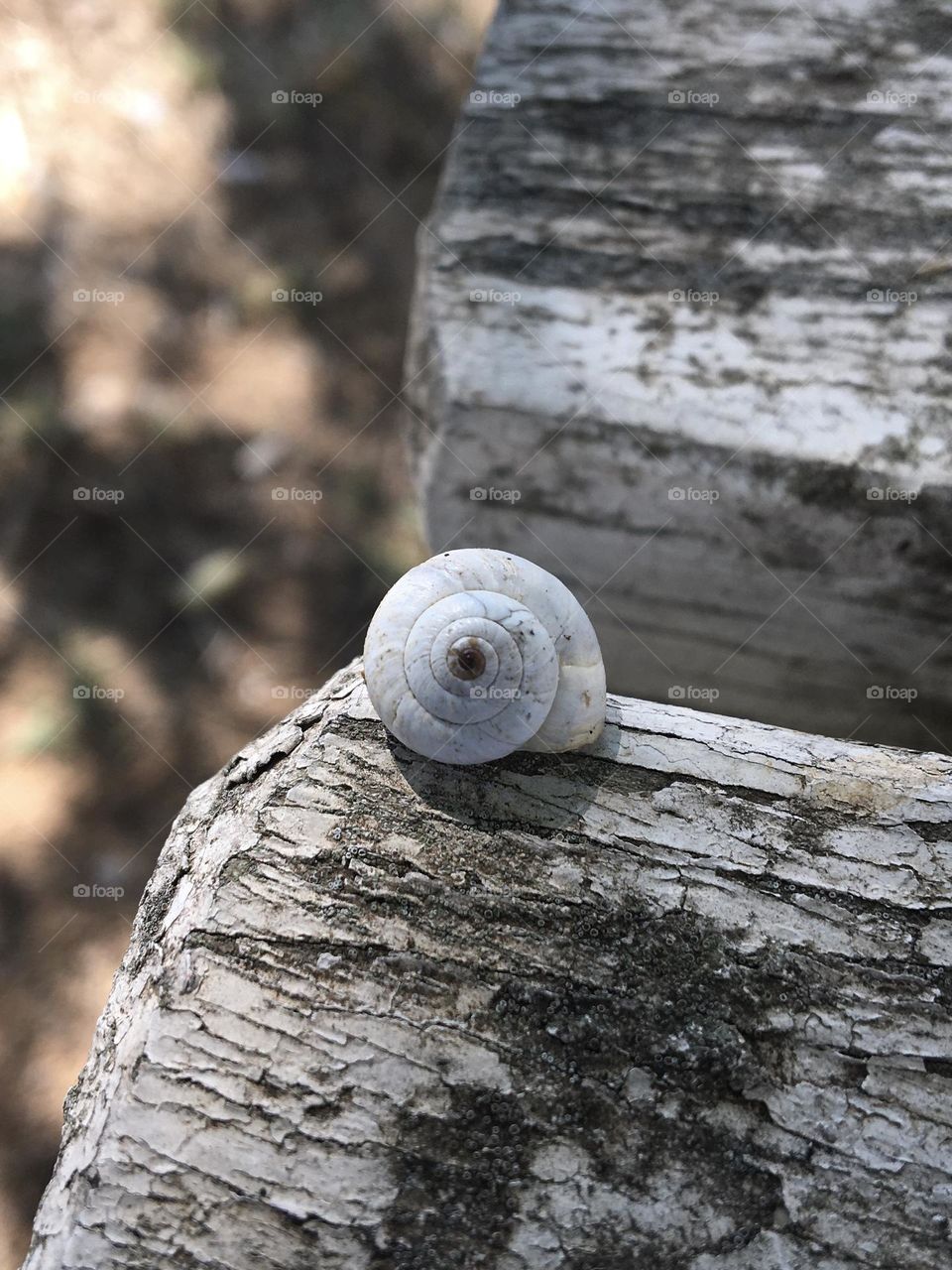 Snail on wood in monochrome tones