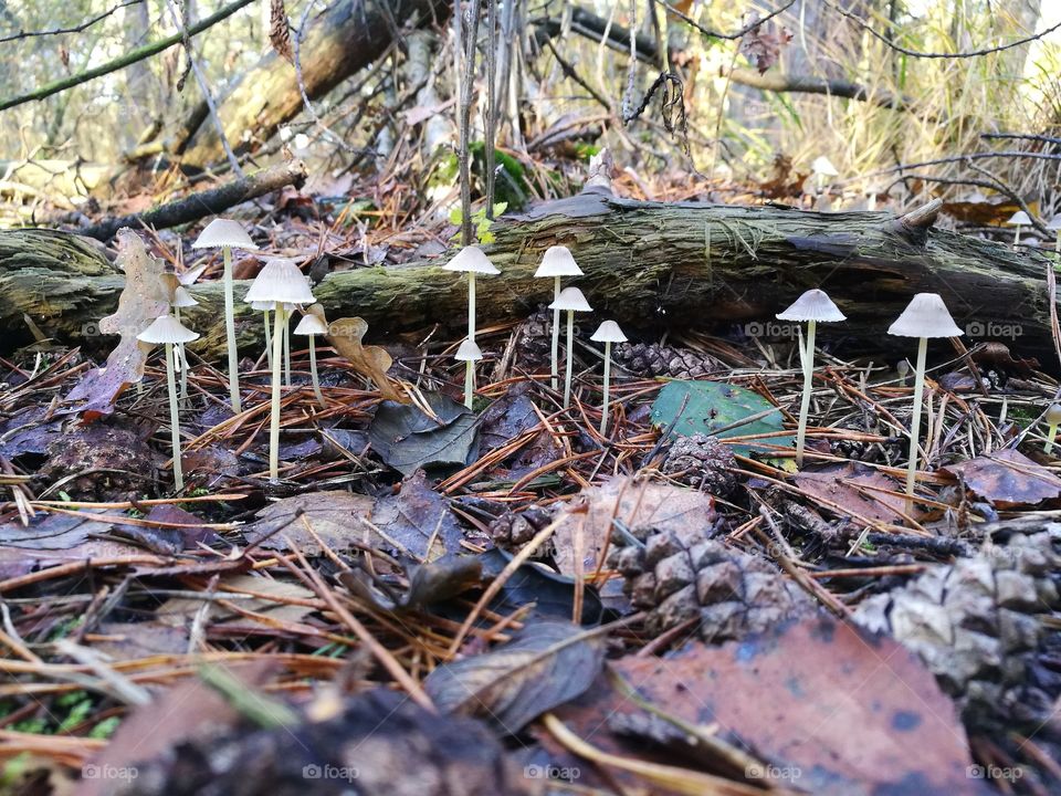 Mushrooms