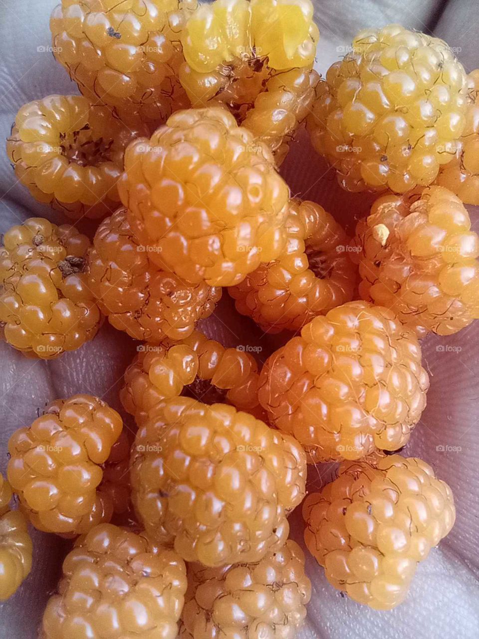 raspberry, yellow Himalayan fruit, tasty, we called this ऐशलु (Aisalu) in Nepal,
