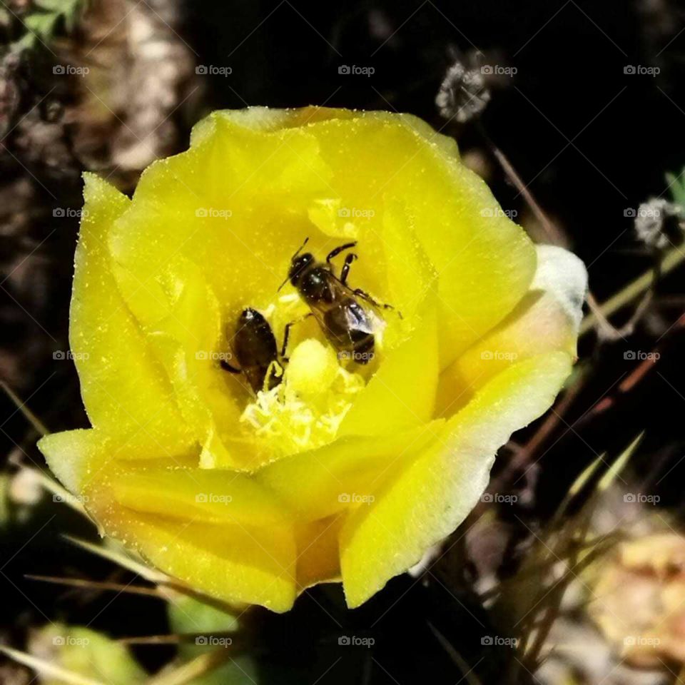 Beautiful bee on yellow cactus flower.