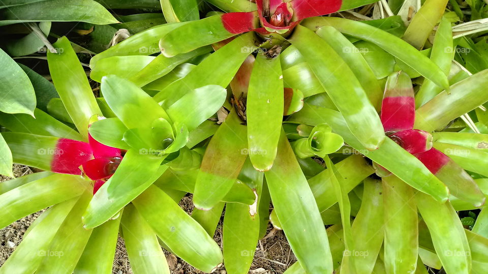 Bromelia Neoregelia Carolinae Verde