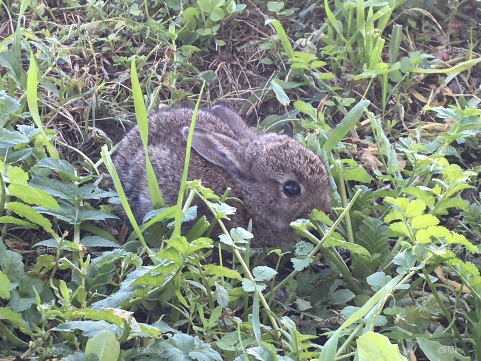 Baby rabbit hiding in the grass and observing