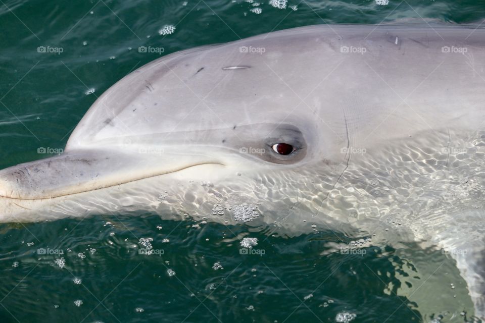 Closeup side view head and face shot wild dolphin 