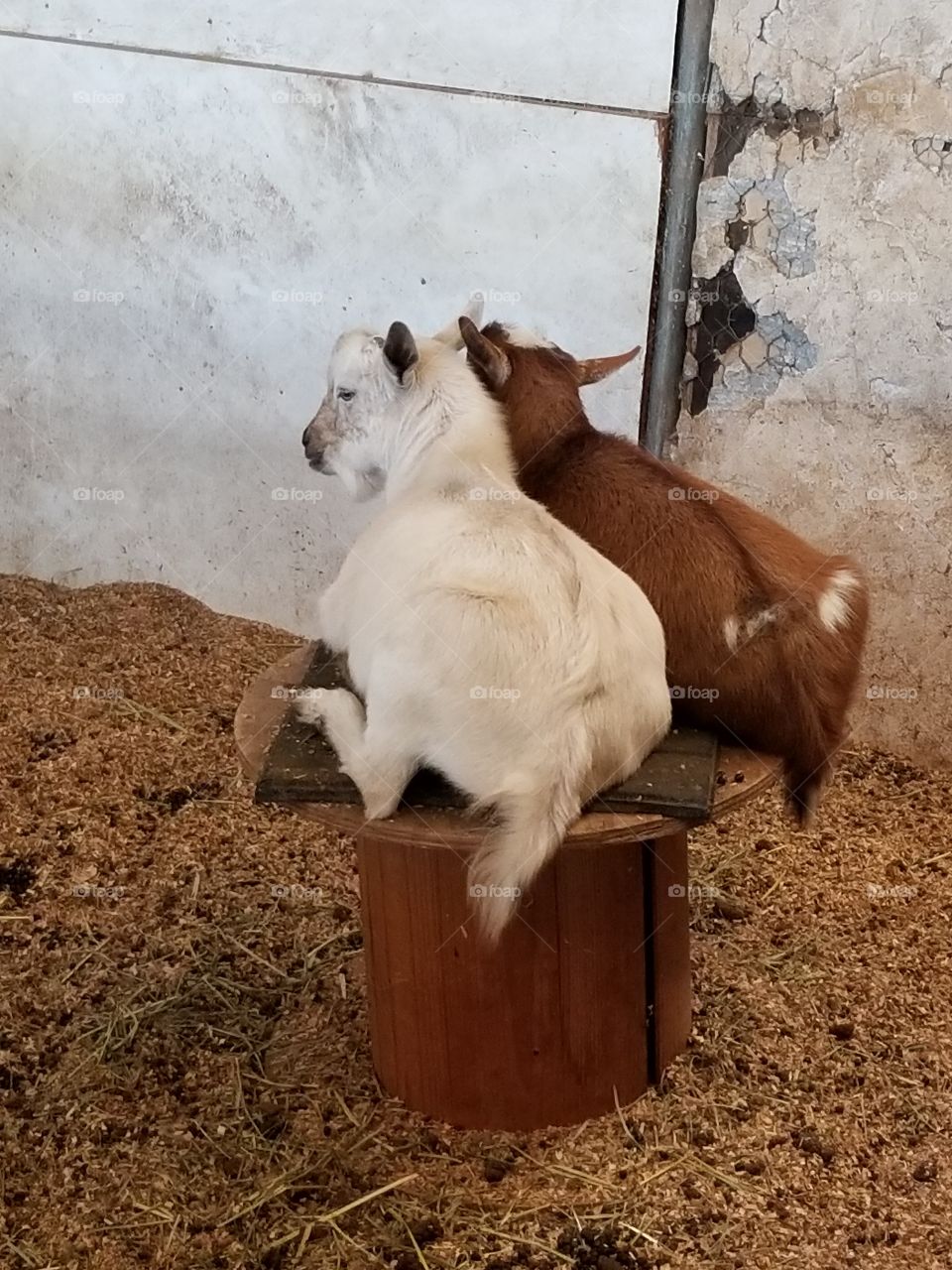 Baby Mini Goats