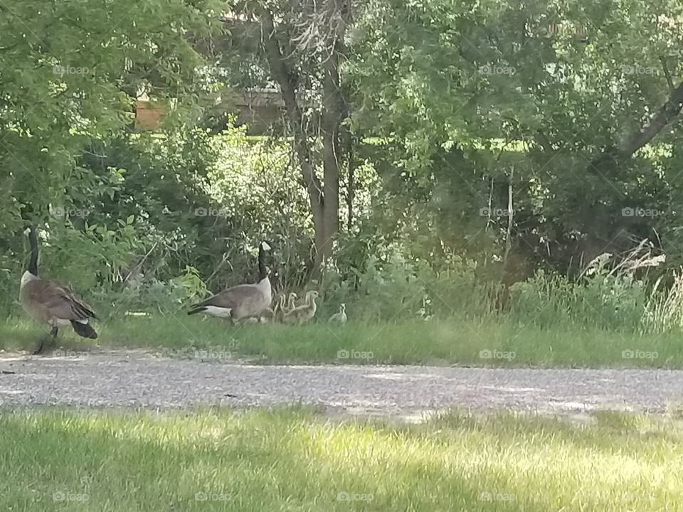 baby geese out for a walk